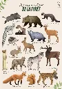 Les animaux (1).webp