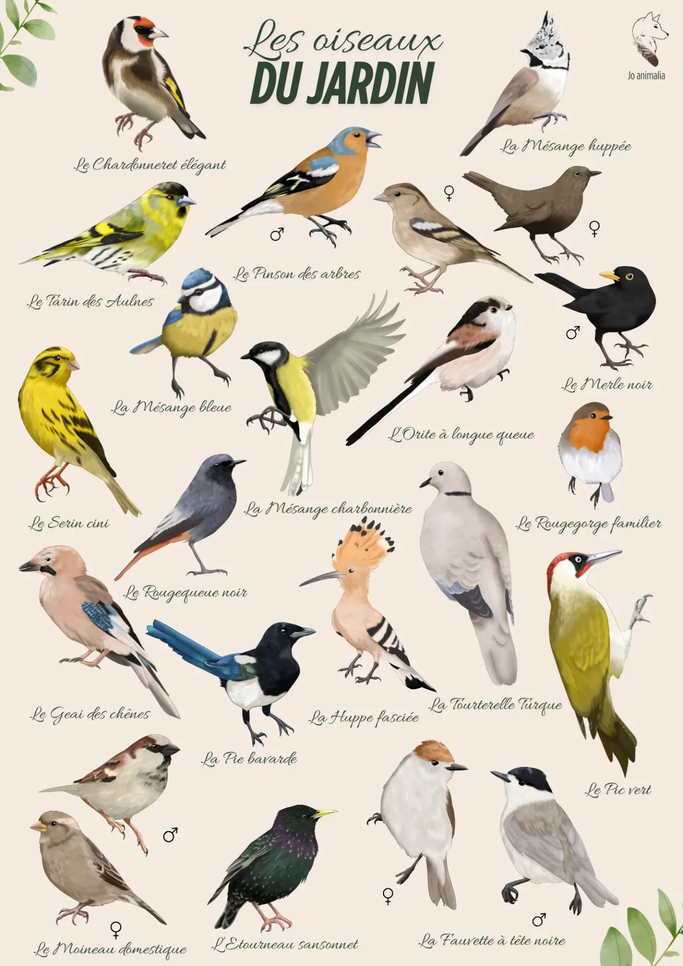 Affiche - Les oiseaux du jardin